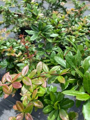 Berberis x gladwynen William Penn