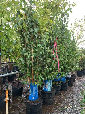 Betula utilis var. jacquemontii 