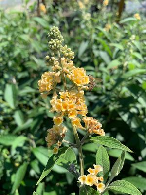 Buddleia Honeycomb Honeycomb