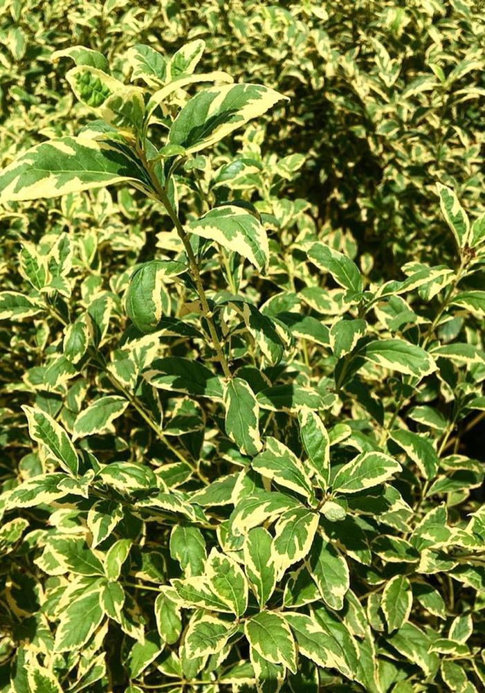 Callicarpa Dichotoma Duet