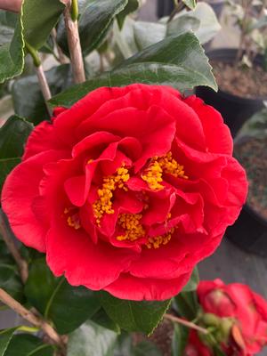 Camellia japonica Kramer's Supreme
