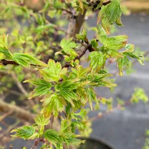 Acer palmatum Coonara Pygmy