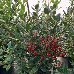 Ilex cornuta Needlepoint