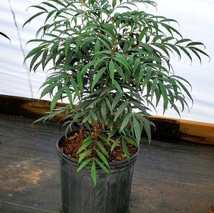 Mahonia confusa Narihira