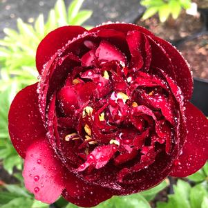 Paeonia lactiflora Buckeye Belle