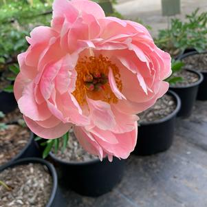 Paeonia lactiflora Coral Charm