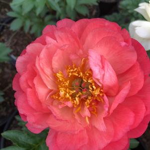 Paeonia lactiflora Coral Sunset