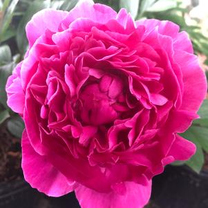 Paeonia lactiflora Kansas