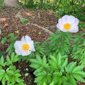 Paeonia lactiflora Krinkled White