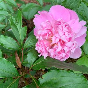 Paeonia lactiflora Monsieur Jules Elie