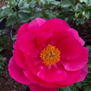 Paeonia lactiflora Paula Fey