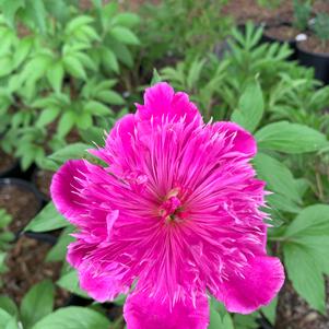 Paeonia lactiflora Purple Spider