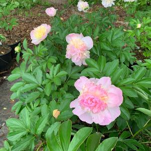 Paeonia lactiflora Raspberry Sundae