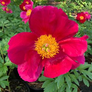 Paeonia lactiflora Scarlet O'Hara