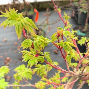 Acer palmatum Winter Flame