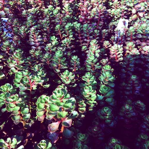 Sedum Sieboldii October Daphne