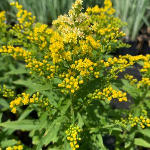 Solidago dansolitlem Little Lemon®