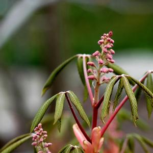 Aesculus pavia 
