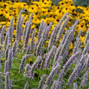 Agastache Blue Fortune
