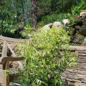 Chamaecyparis pisifera Vintage Gold