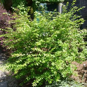 Euonymus alatus Little Moses™