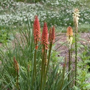 Kniphofia Flamenco