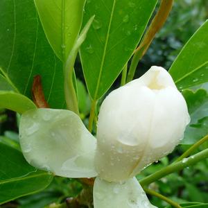 Magnolia virginiana Moonglow