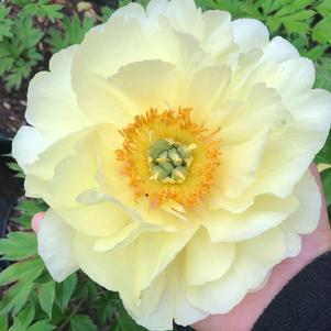 Paeonia itoh Bartzella