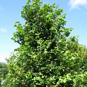 Parrotia persica 