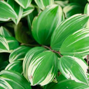 Polygonatum falcatum Variegatum