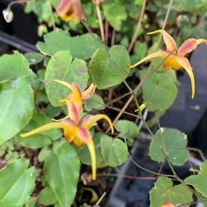 Epimedium x Amber Queen