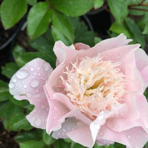 Paeonia lactiflora Do Tell
