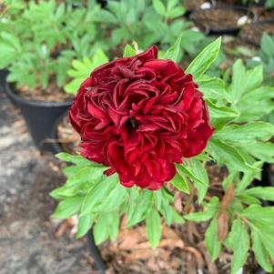 Paeonia lactiflora Henry Bockstoce