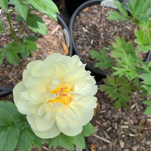 Paeonia lactiflora Lemon Chiffon