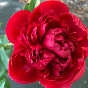 Paeonia lactiflora Many Happy Returns