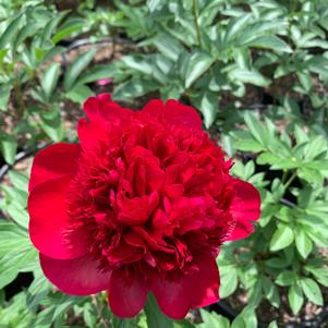 Paeonia lactiflora Red Charm