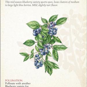 Fruit - Blueberry Fruit - Blueberry Bluejay (N. Highbush)