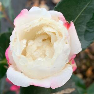 Camellia sasanqua Seikaiha