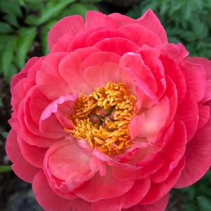 Paeonia lactiflora Hawaiian Coral