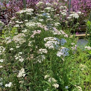 Achillea millefolium 