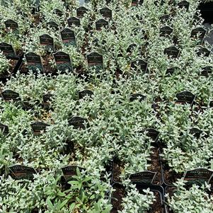 Cerastium tomentosum 