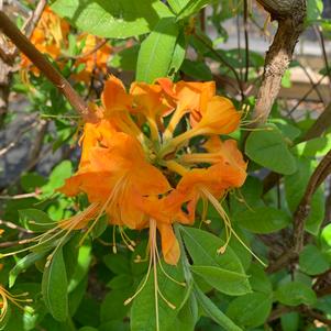 Azalea-Rhododendron viscosum Deciduous Native 