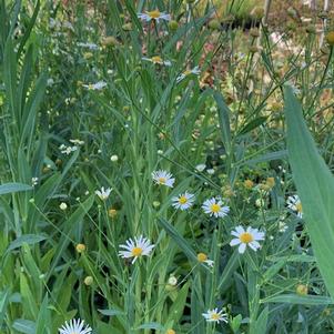 Boltonia asteroides Snowbank