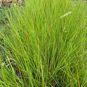 Spartina bakeri 