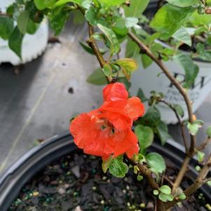 Chaenomeles Double Take® Peach (pp30231) 