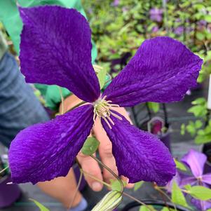 Clematis Jackmanii Superba