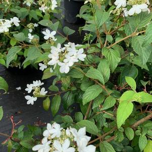 Viburnmum plicatum var. tomentosum Summer Snowflake