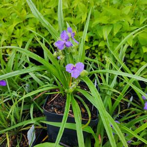 Tradescantia virginiana 