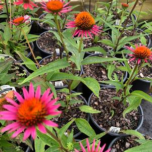 Echinacea purpurea Pica Bella