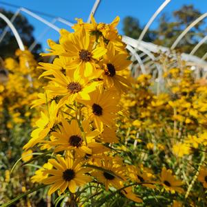 Helianthus salicifolius Autumn Gold